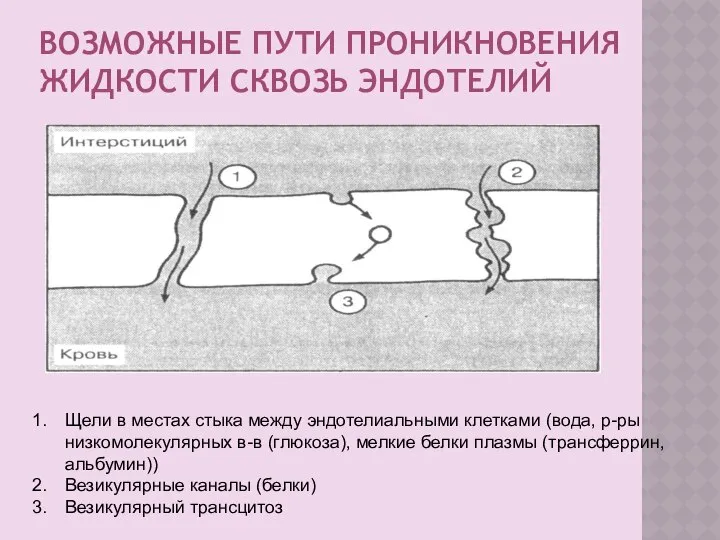 ВОЗМОЖНЫЕ ПУТИ ПРОНИКНОВЕНИЯ ЖИДКОСТИ СКВОЗЬ ЭНДОТЕЛИЙ Щели в местах стыка между