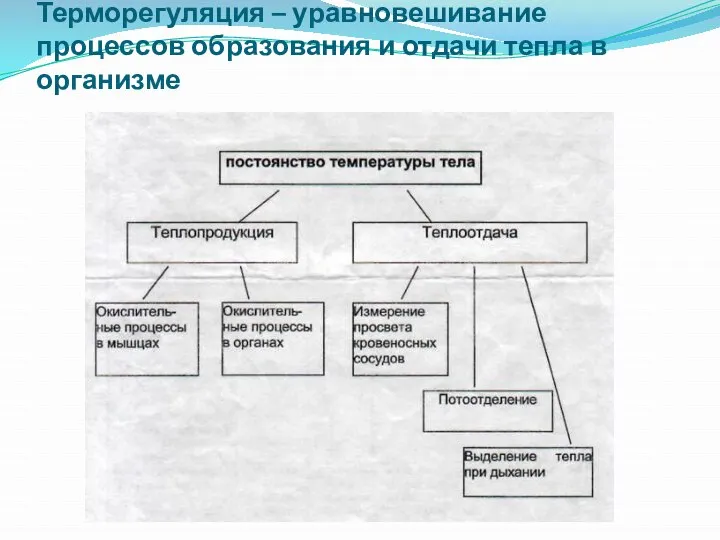 Терморегуляция – уравновешивание процессов образования и отдачи тепла в организме