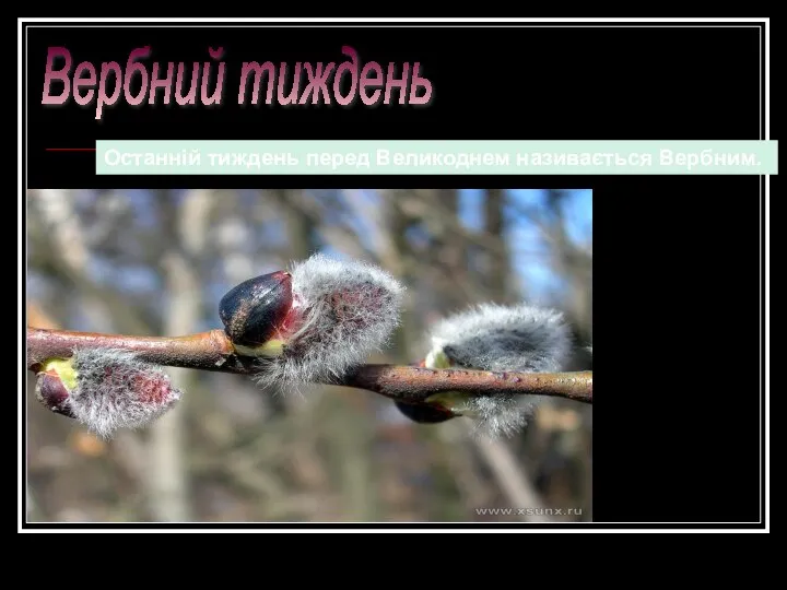 Вербний тиждень Останній тиждень перед Великоднем називається Вербним.