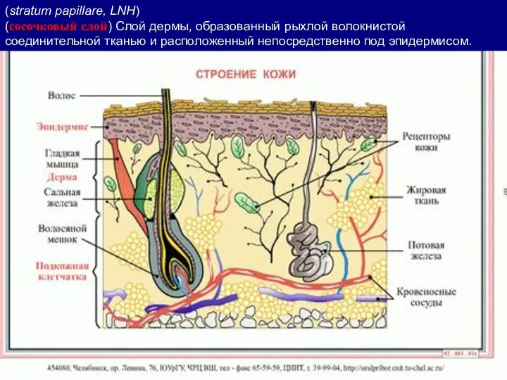 (stratum papillare, LNH) (сосочковый слой) Слой дермы, образованный рыхлой волокнистой соединительной