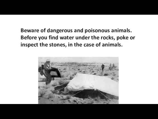 Beware of dangerous and poisonous animals. Before you find water under