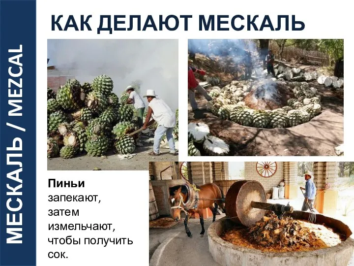 МЕСКАЛЬ / MEZCAL Пиньи запекают, затем измельчают, чтобы получить сок. КАК ДЕЛАЮТ МЕСКАЛЬ