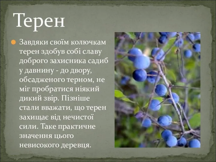 Завдяки своїм колючкам терен здобув собі славу доброго захисника садиб у