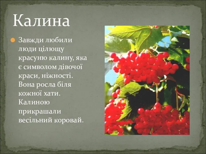 Калина Завжди любили люди цілющу красуню калину, яка є символом дівочої