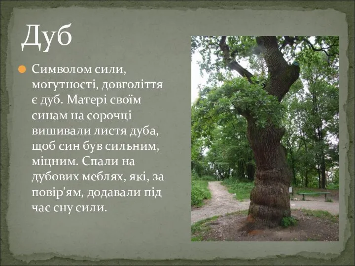 Символом сили, могутності, довголіття є дуб. Матері своїм синам на сорочці