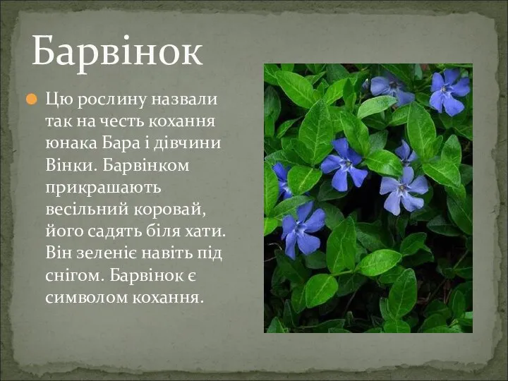 Цю рослину назвали так на честь кохання юнака Бара і дівчини