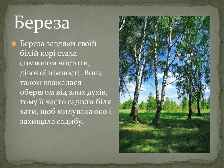 Береза завдяки своїй білій корі стала символом чистоти, дівочої ніжності. Вона