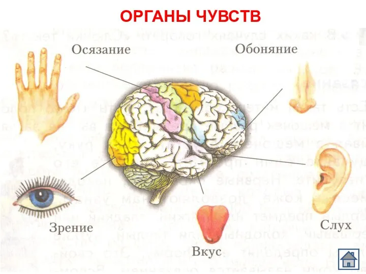 ОРГАНЫ ЧУВСТВ