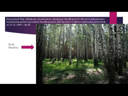 Еткульский бор объявлен памятником природы Челябинской области решением исполнительного комитета Челябинского