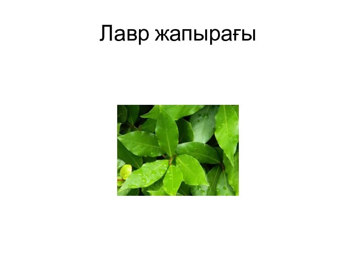 Лавр жапырағы