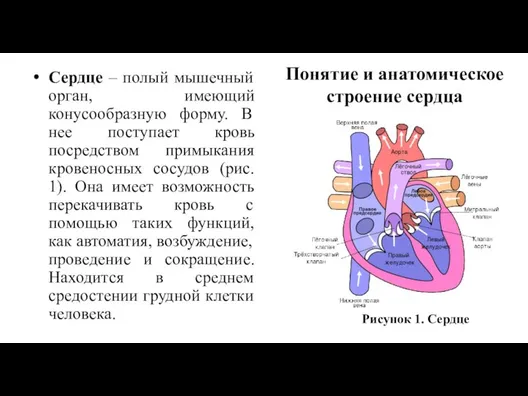 Сердце – полый мышечный орган, имеющий конусообразную форму. В нее поступает