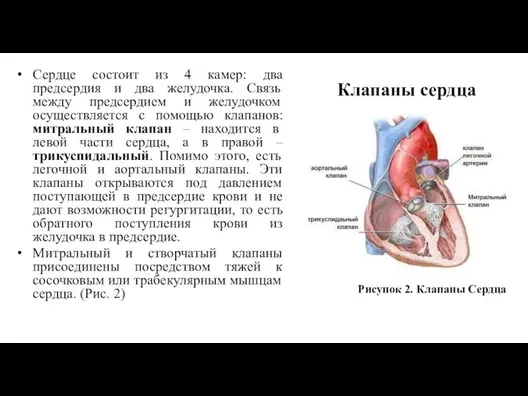 Сердце состоит из 4 камер: два предсердия и два желудочка. Связь