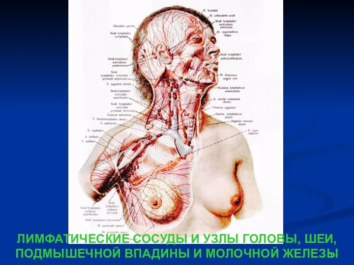 ЛИМФАТИЧЕСКИЕ СОСУДЫ И УЗЛЫ ГОЛОВЫ, ШЕИ, ПОДМЫШЕЧНОЙ ВПАДИНЫ И МОЛОЧНОЙ ЖЕЛЕЗЫ