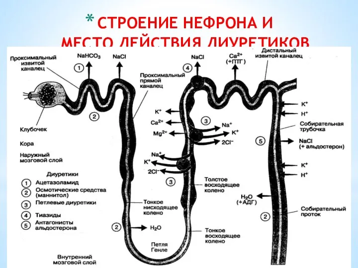 СТРОЕНИЕ НЕФРОНА И МЕСТО ДЕЙСТВИЯ ДИУРЕТИКОВ