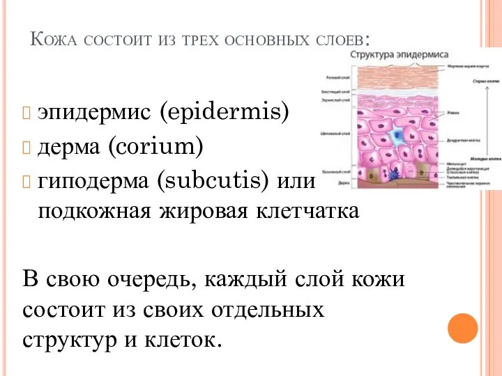 Кожа состоит из трех основных слоев: эпидермис (epidermis) дерма (corium) гиподерма