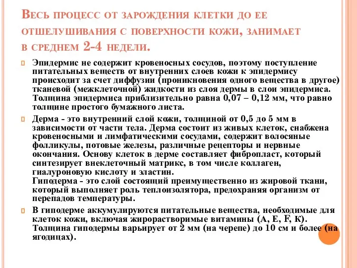 Весь процесс от зарождения клетки до ее отшелушивания с поверхности кожи,