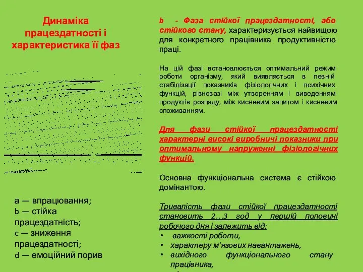 Динаміка працездатності і характеристика її фаз b - Фаза стійкої працездатності,