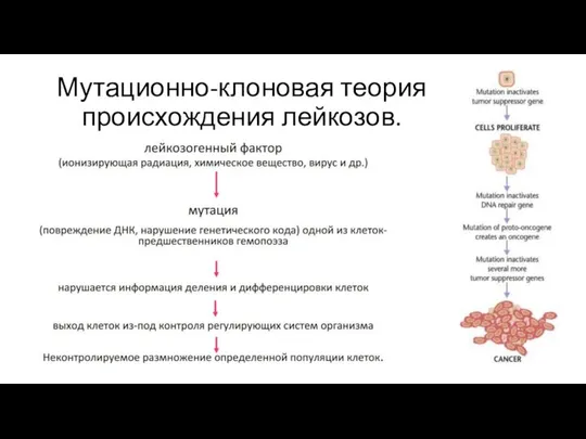 Мутационно-клоновая теория происхождения лейкозов.