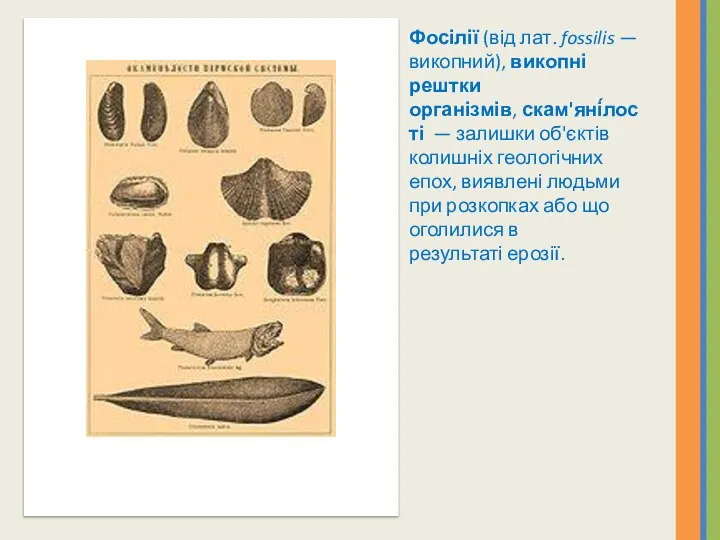 Фосілії (від лат. fossilis — викопний), викопні рештки організмів, скам'яні́лості —