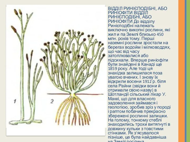 ВІДДІЛ РИНІЄПОДІБНІ, АБО РИНІОФІТИ ВІДДІЛ РИНІЄПОДІБНІ, АБО РИНІОФІТИ До відділу Ринієподібні