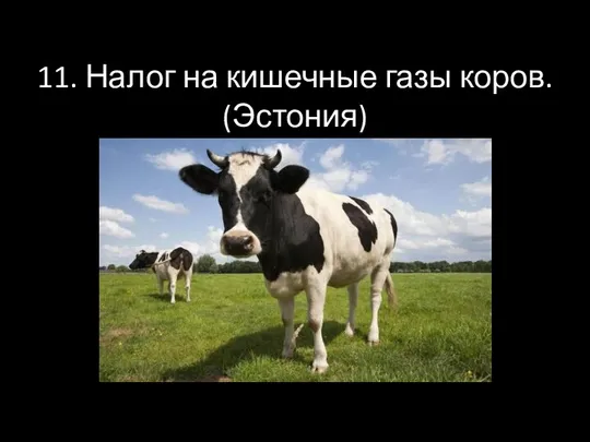11. Налог на кишечные газы коров. (Эстония)