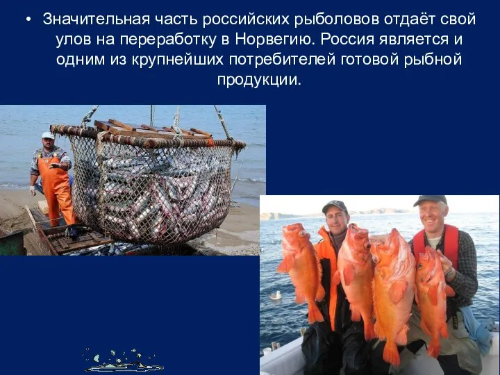 Значительная часть российских рыболовов отдаёт свой улов на переработку в Норвегию.