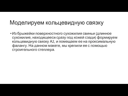 Моделируем кольцевидную связку Из брыжейки поверхностного сухожилия свиньи (длинное сухожилие, находящееся