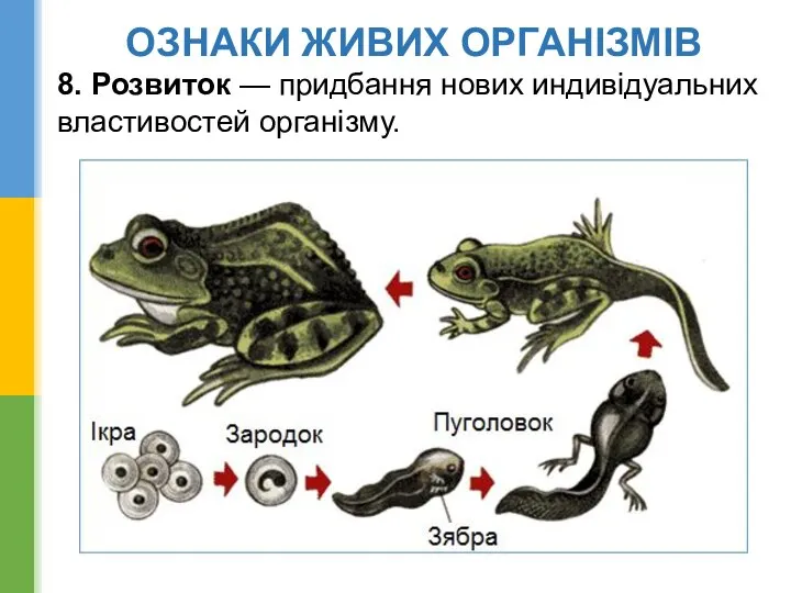 ОЗНАКИ ЖИВИХ ОРГАНІЗМІВ 8. Розвиток — придбання нових индивідуальних властивостей організму.