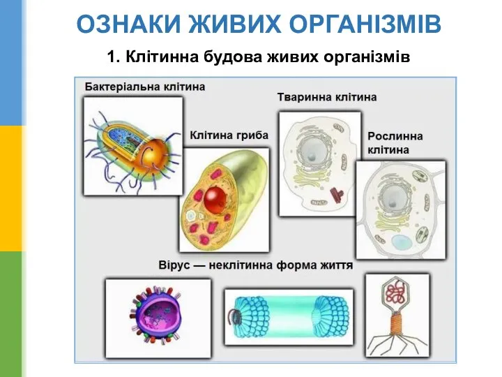 ОЗНАКИ ЖИВИХ ОРГАНІЗМІВ 1. Клітинна будова живих організмів