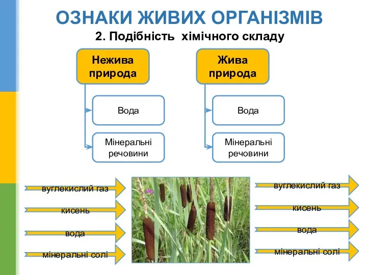 вуглекислий газ кисень вода мінеральні солі вода кисень вуглекислий газ мінеральні