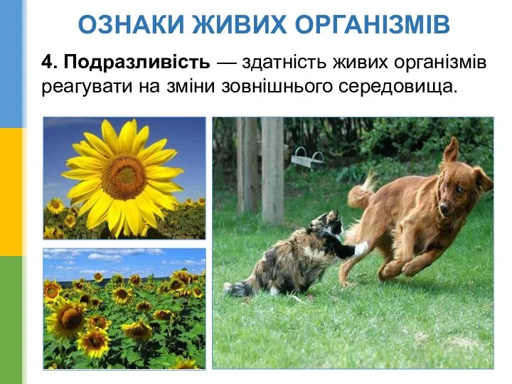 4. Подразливість — здатність живих організмів реагувати на зміни зовнішнього середовища. ОЗНАКИ ЖИВИХ ОРГАНІЗМІВ