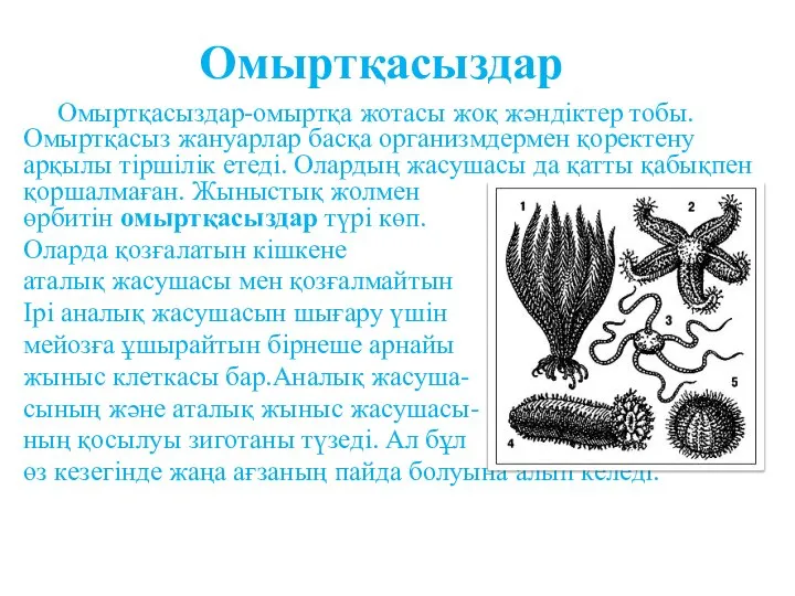 Омыртқасыздар-омыртқа жотасы жоқ жәндіктер тобы. Омыртқасыз жануарлар басқа организмдермен қоректену арқылы