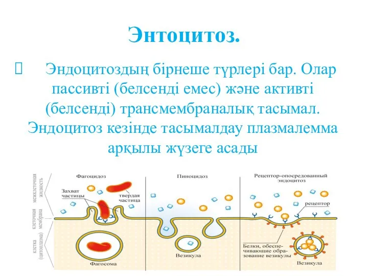 Энтоцитоз. Эндоцитоздың бірнеше түрлері бар. Олар пассивті (белсенді емес) және активті