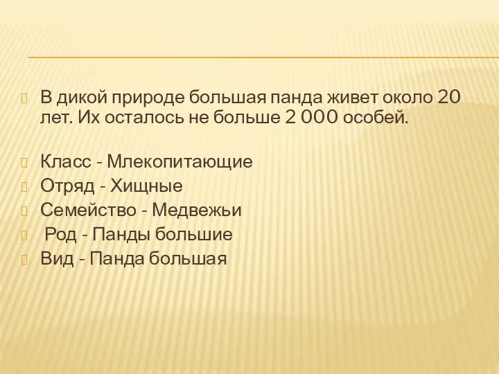 В дикой природе большая панда живет около 20 лет. Их осталось