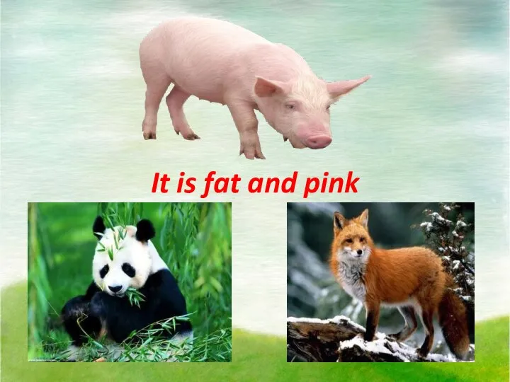 It is fat and pink