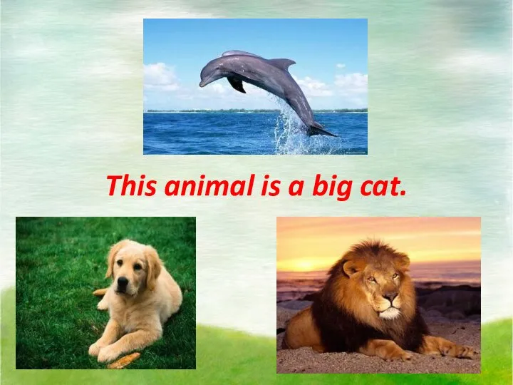 This animal is a big cat.