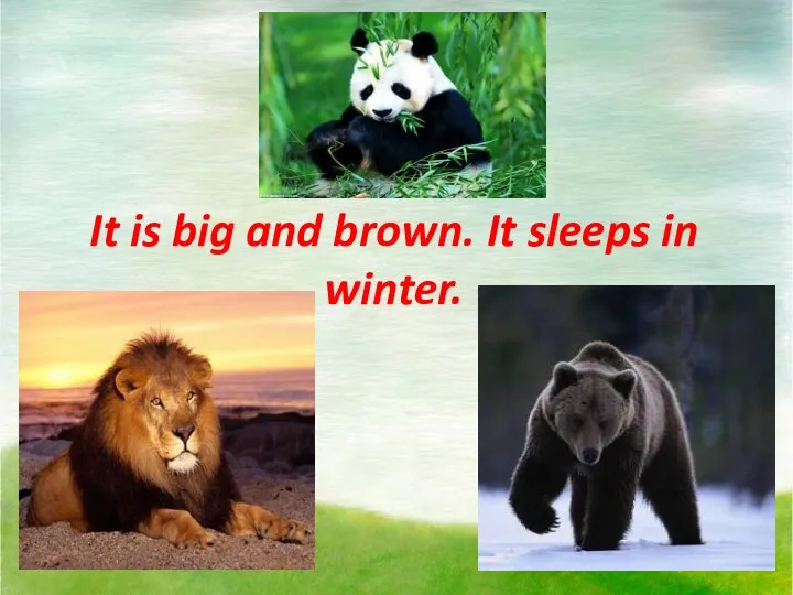 It is big and brown. It sleeps in winter.