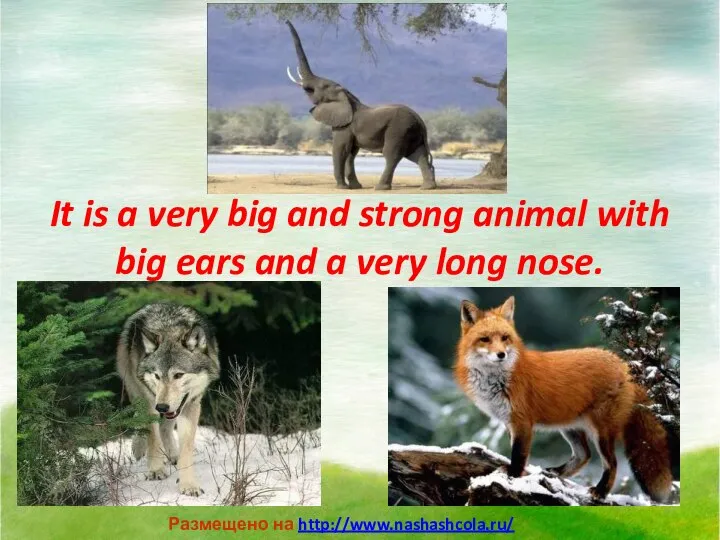 It is a very big and strong animal with big ears