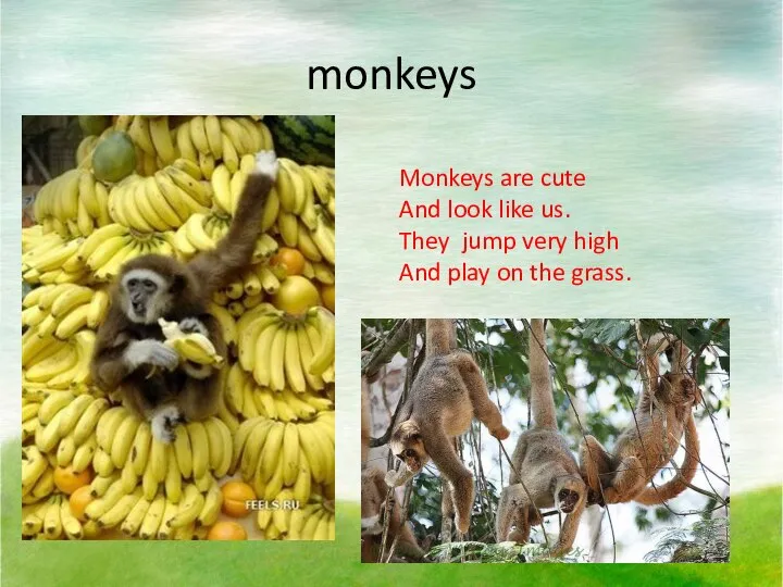 monkeys Monkeys are cute And look like us. They jump very