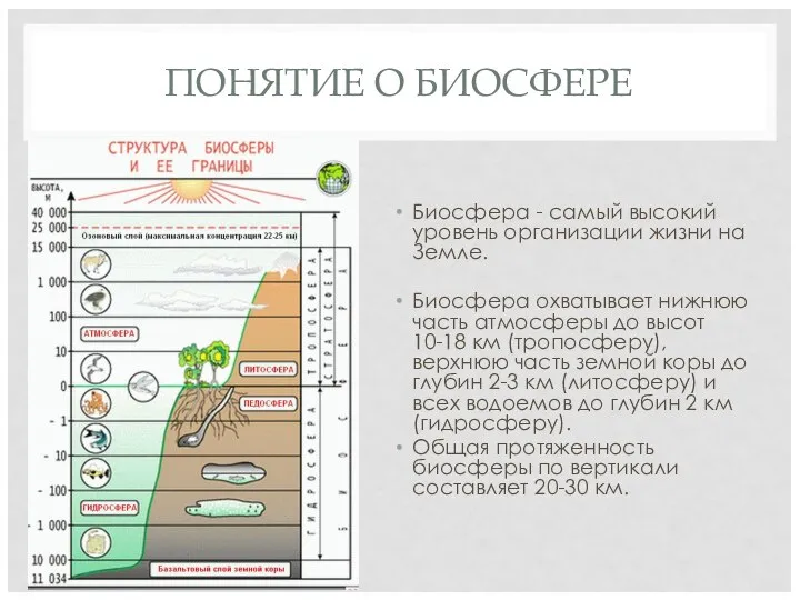 ПОНЯТИЕ О БИОСФЕРЕ Биосфера - самый высокий уровень организации жизни на