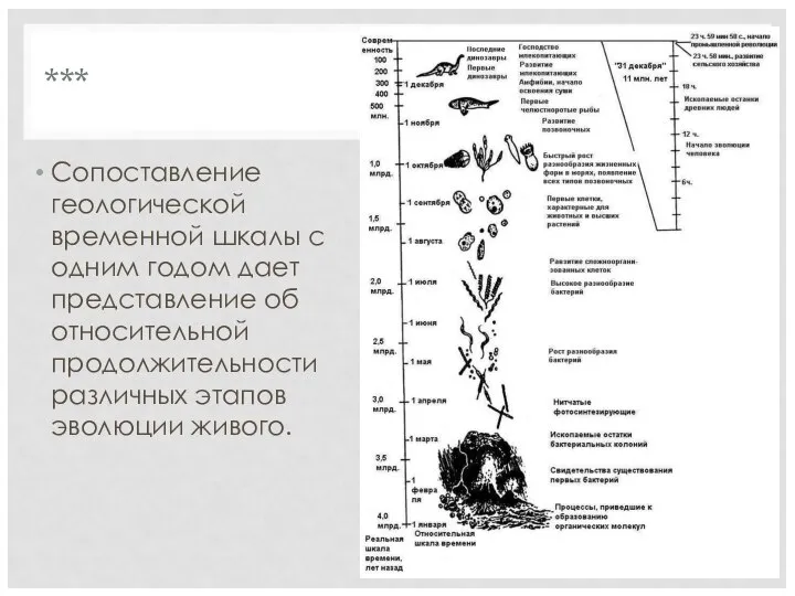 *** Сопоставление геологической временной шкалы с одним годом дает представление об