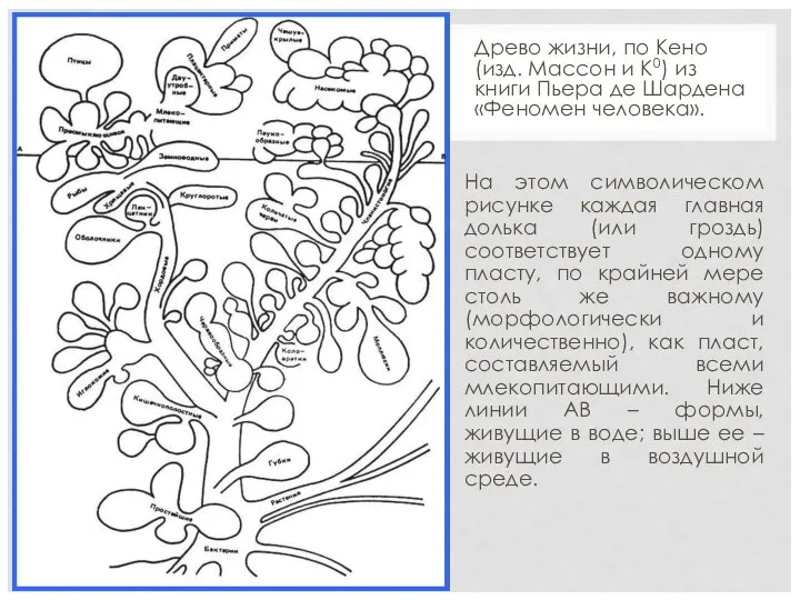 Древо жизни, по Кено (изд. Массон и К0) из книги Пьера