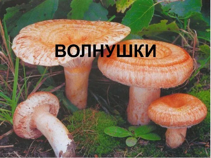 ВОЛНУШКИ