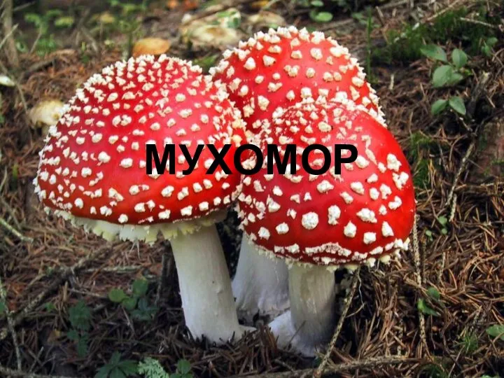 МУХОМОР