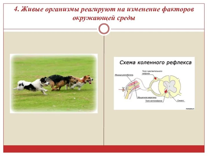 4. Живые организмы реагируют на изменение факторов окружающей среды