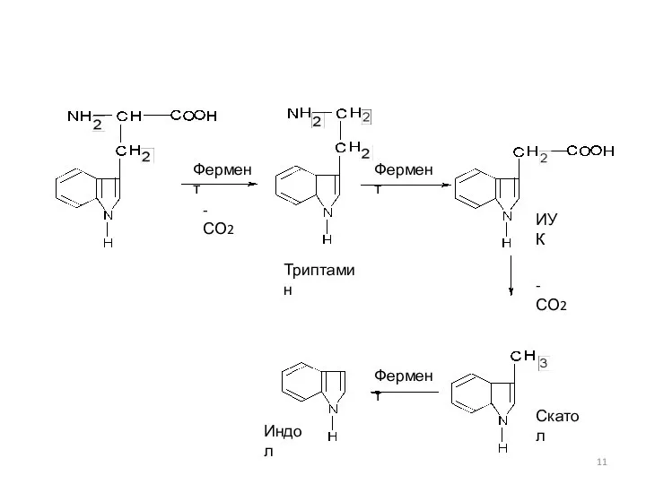 Фермент -СО2 Триптамин ИУК -СО2 Фермент Скатол Индол Фермент