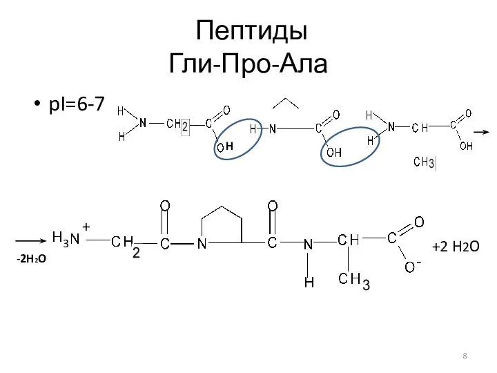 Пептиды Гли-Про-Ала pI=6-7 3 - + +2 H2O H -2H2O