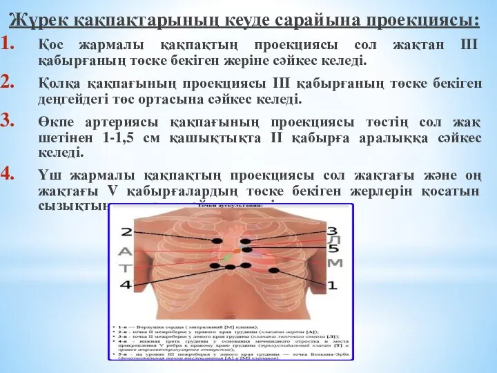 Жүрек қақпақтарының кеуде сарайына проекциясы: Қос жармалы қақпақтың проекциясы сол жақтан