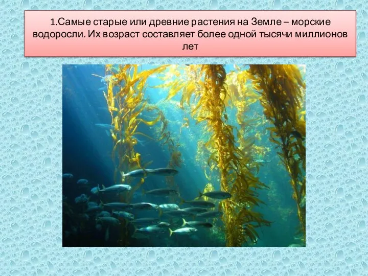 1.Самые старые или древние растения на Земле – морские водоросли. Их