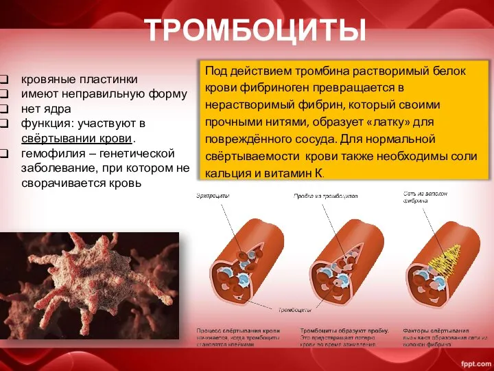 ТРОМБОЦИТЫ Под действием тромбина растворимый белок крови фибриноген превращается в нерастворимый